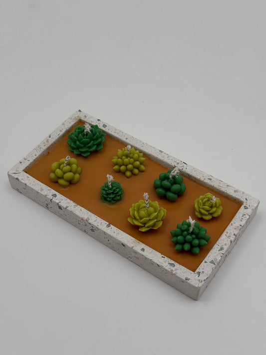 COMPOSICIÓN DE JARDÍN DE CACTUS